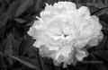 xsh497 fleurs noires et blanches